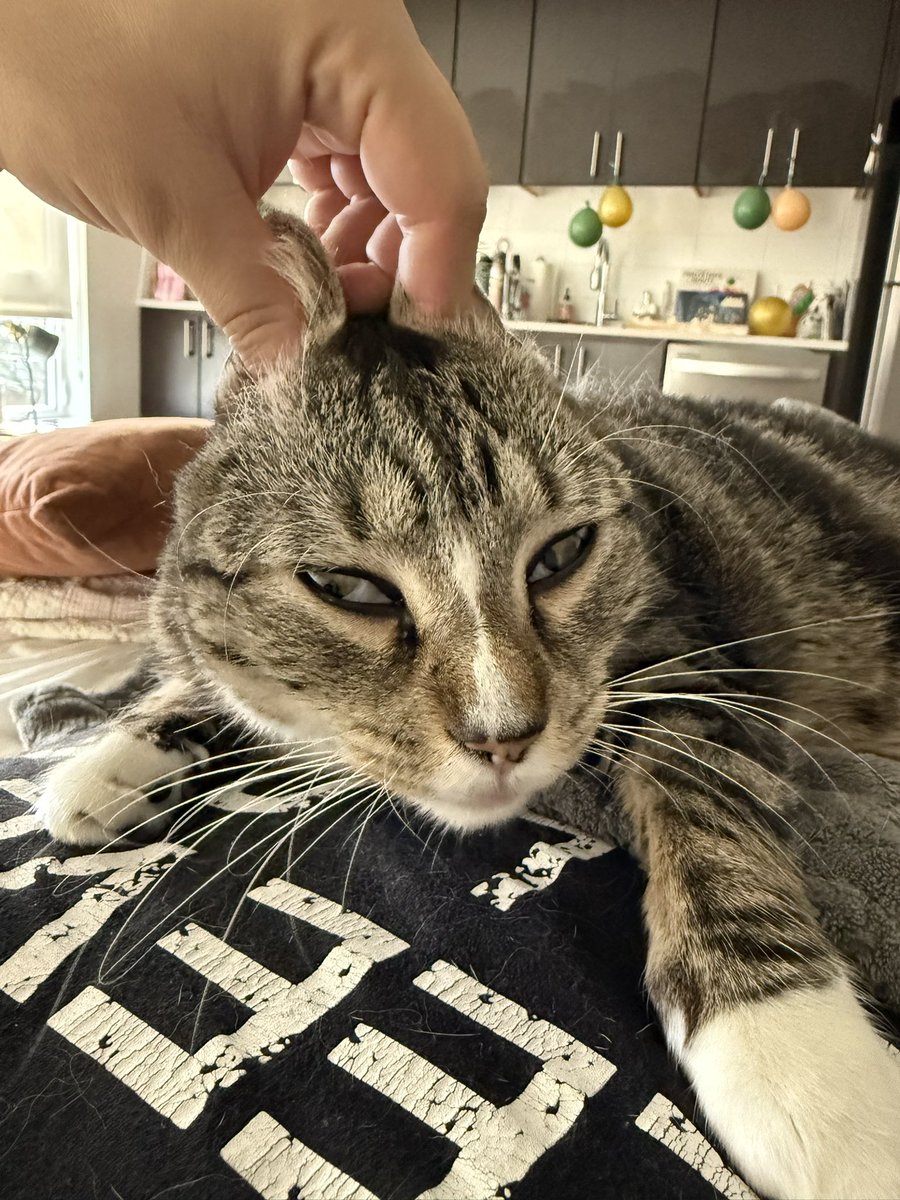 kingsspan's tweet photo. The Animal https://t.co/5psdR5X9Ur