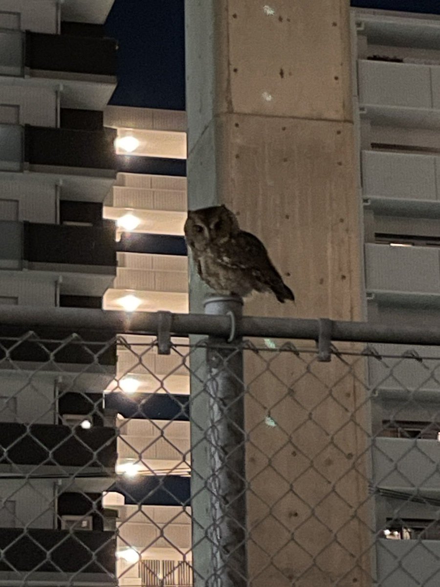 新たにフクロウに出会いました