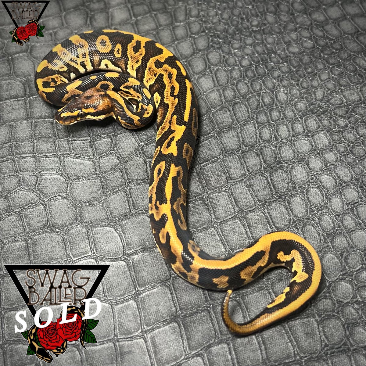 SWAGBaller0425's tweet image. 先程のライブでも
ご売約ありがとうございました😎❤️‍🔥
この兄弟達は揃っております！

明日から生体公開🤯❤️‍🔥❤️‍🔥❤️‍🔥❤️‍🔥

ぜひ、今週末はSWAGへ…😏❤️‍🔥

▶ファイア VPIアザン クラウン◀
▶レオパード ブードゥー hetクラウン◀

#ボールパイソン
#ballpython
