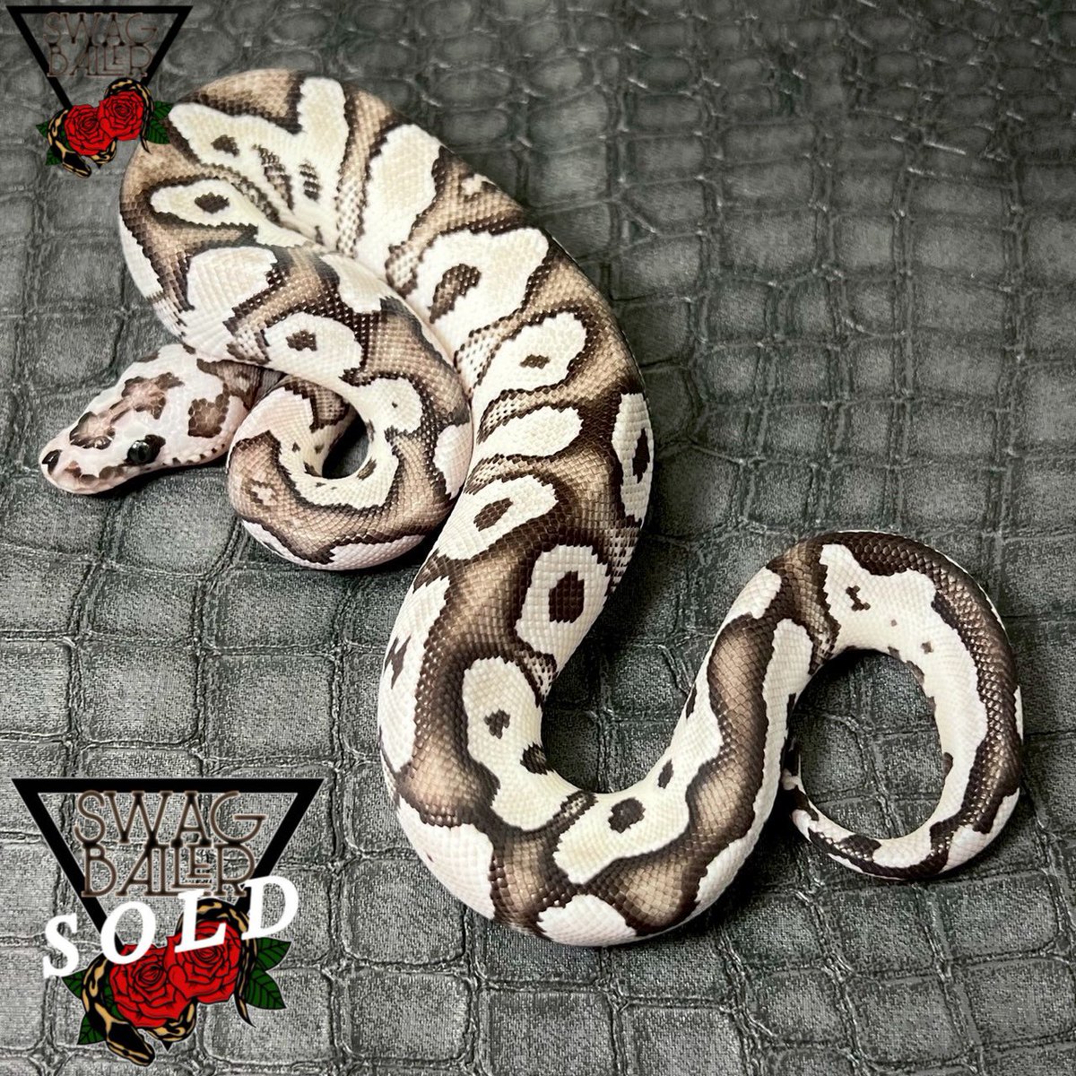 SWAGBaller0425's tweet image. 先程のライブでも
ご売約ありがとうございました😎❤️‍🔥
この兄弟達は揃っております！

明日から生体公開🤯❤️‍🔥❤️‍🔥❤️‍🔥❤️‍🔥

ぜひ、今週末はSWAGへ…😏❤️‍🔥

▶ファイア VPIアザン クラウン◀
▶レオパード ブードゥー hetクラウン◀

#ボールパイソン
#ballpython