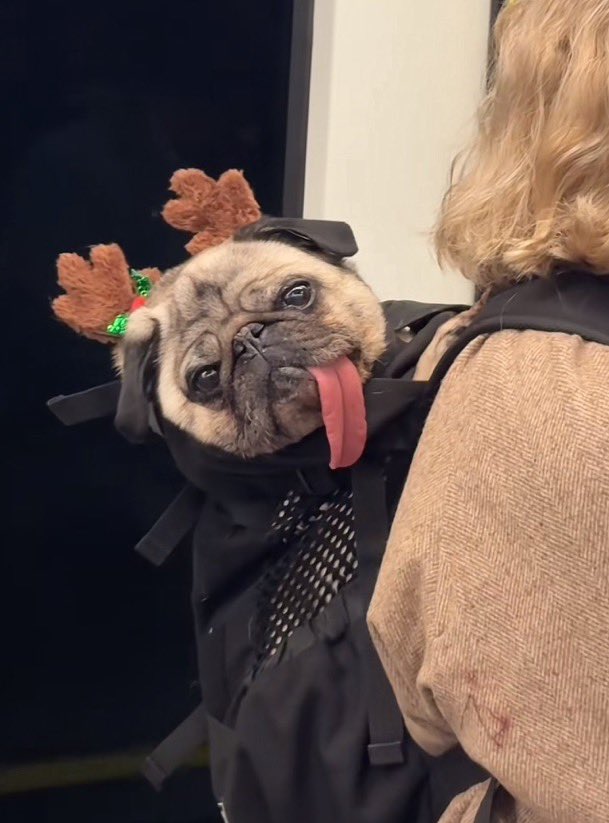 animalkyat's tweet photo. 誰よりもクリスマス楽しみにしてる子いた https://t.co/U1XuA79yth