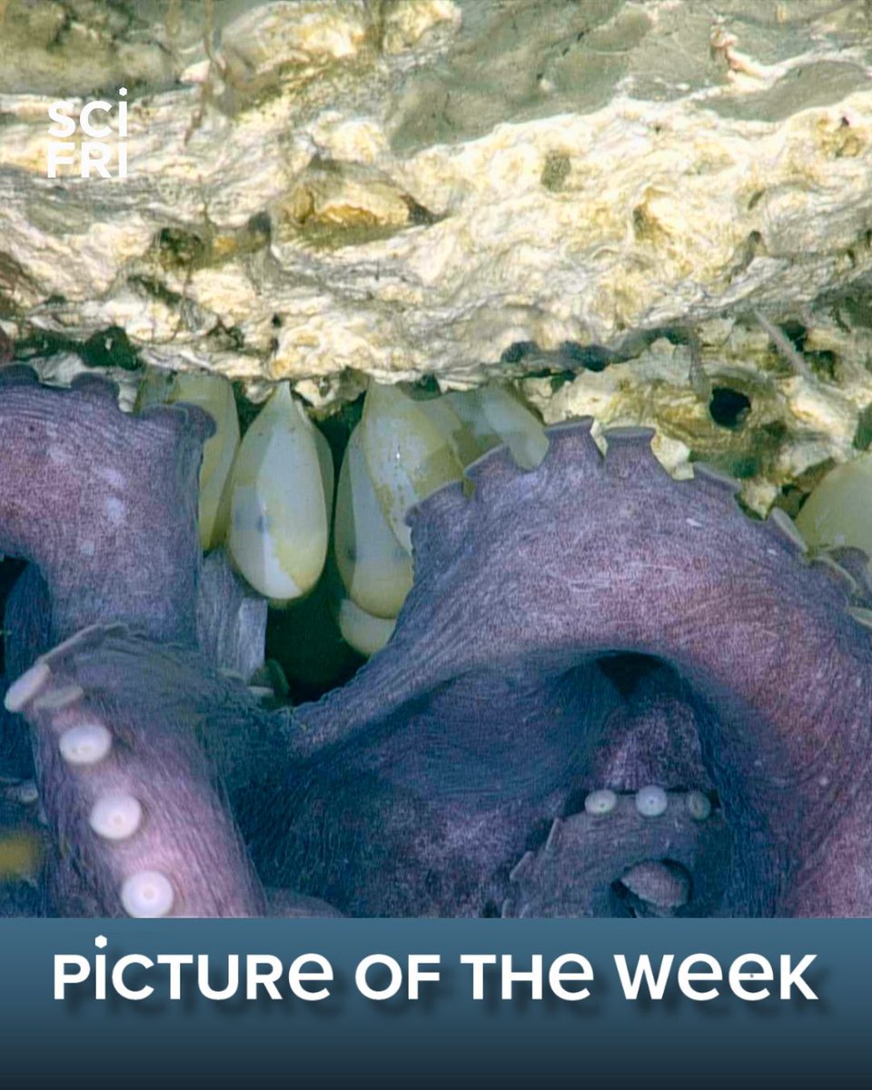 Science Friday tweet media