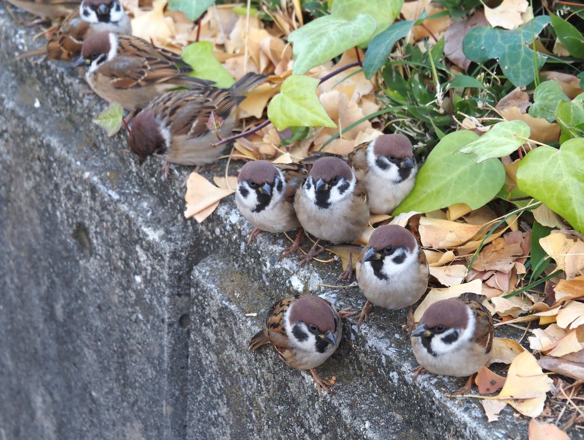 ちゅんちゅん (@chunchu0803) / Posts / X