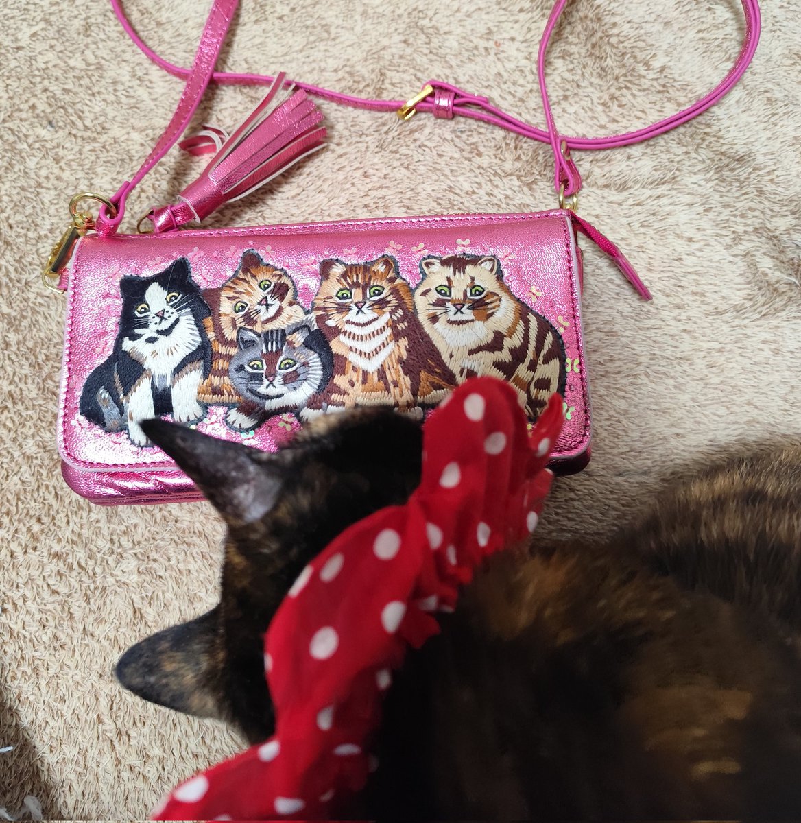 ぬこ (@vFjfTEYeX5igiXa) / Posts / X