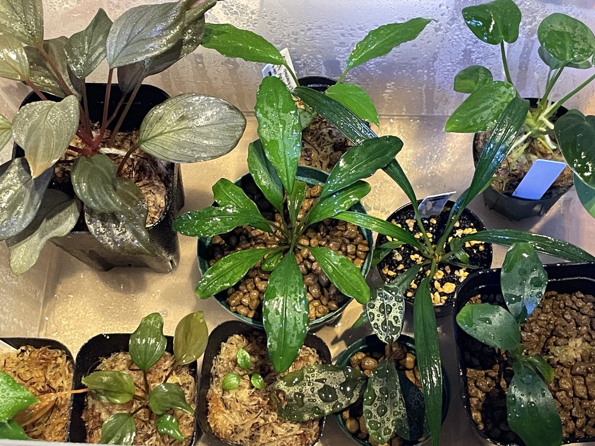 mos_aqua's tweet photo. あまり葉水しないタイプなんだけどたまに無性にやりたくなる🌱 https://t.co/cgYPxJv03Y