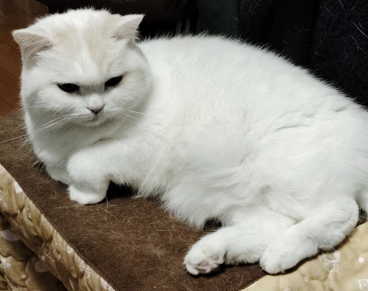 福ちゃん (@fukuchanwhite) / Posts / X