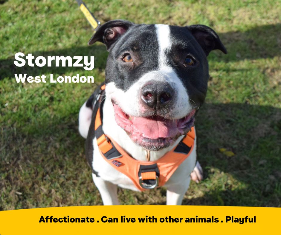 Stormzy is a super affectionate and playful boy who is ready to find his happy place 💛 He can live with all other animals and older children in the home. He loves learning new tricks and showing them off for a tasty treat!

Stormzy is at <a href="/DT_WestLondon/">Dogs Trust West London</a>📍
bit.ly/4iOBTBq