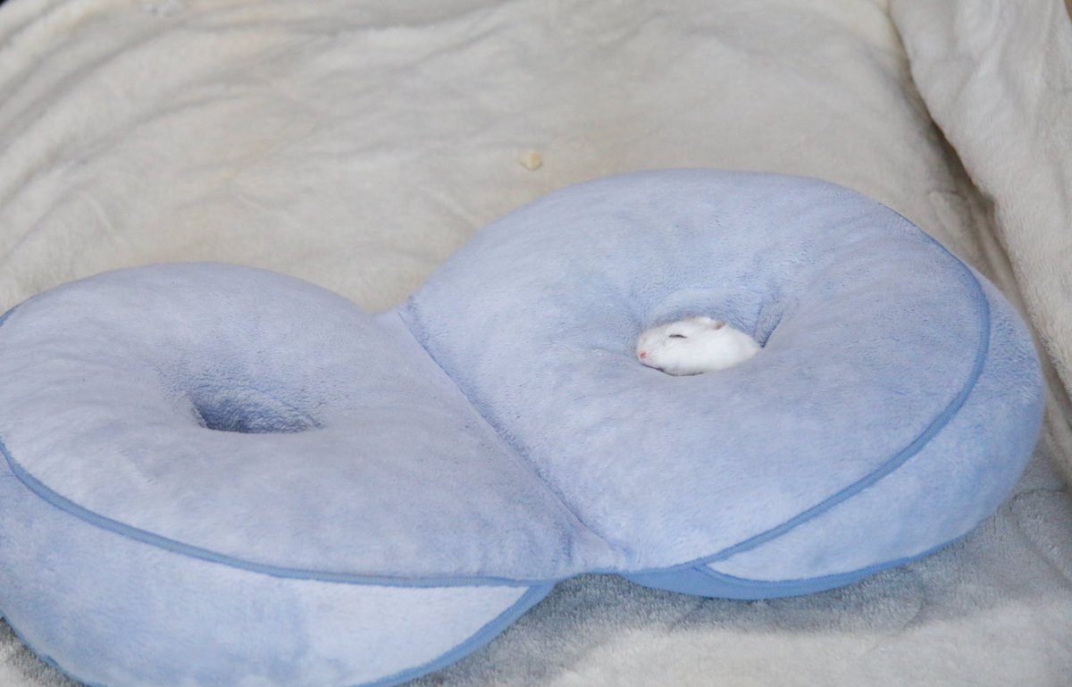 平 ハムスター tweet media