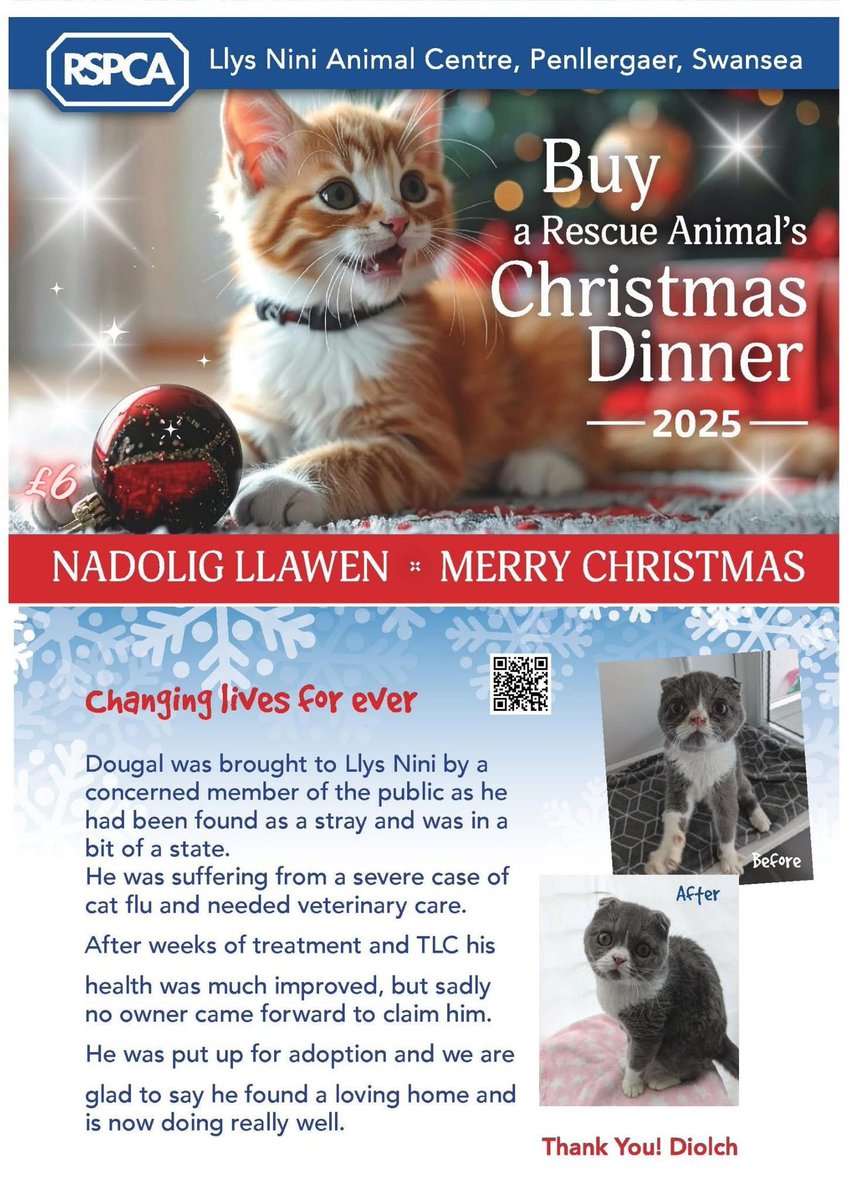 LlysNini's tweet image. Buy a rescue Cat Christmas Dinner Appeal. The cards make a pawfect t gift for an animal lover at jist £6 each.  For further details &amp;amp; to purchase please click the link below. form.jotform.com/253273243680355