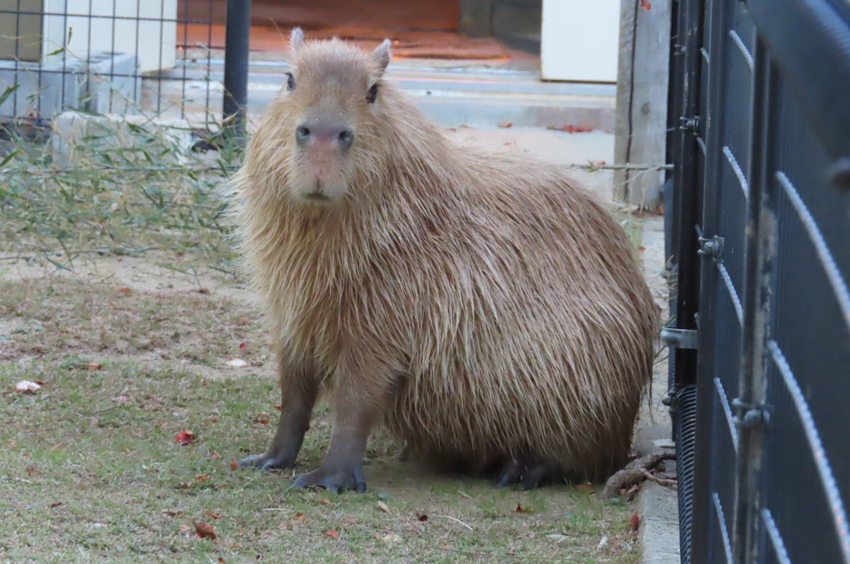 昨日のカピバラ舎のみなさんで おやすみなさいませ〜😊💤 向かい合って