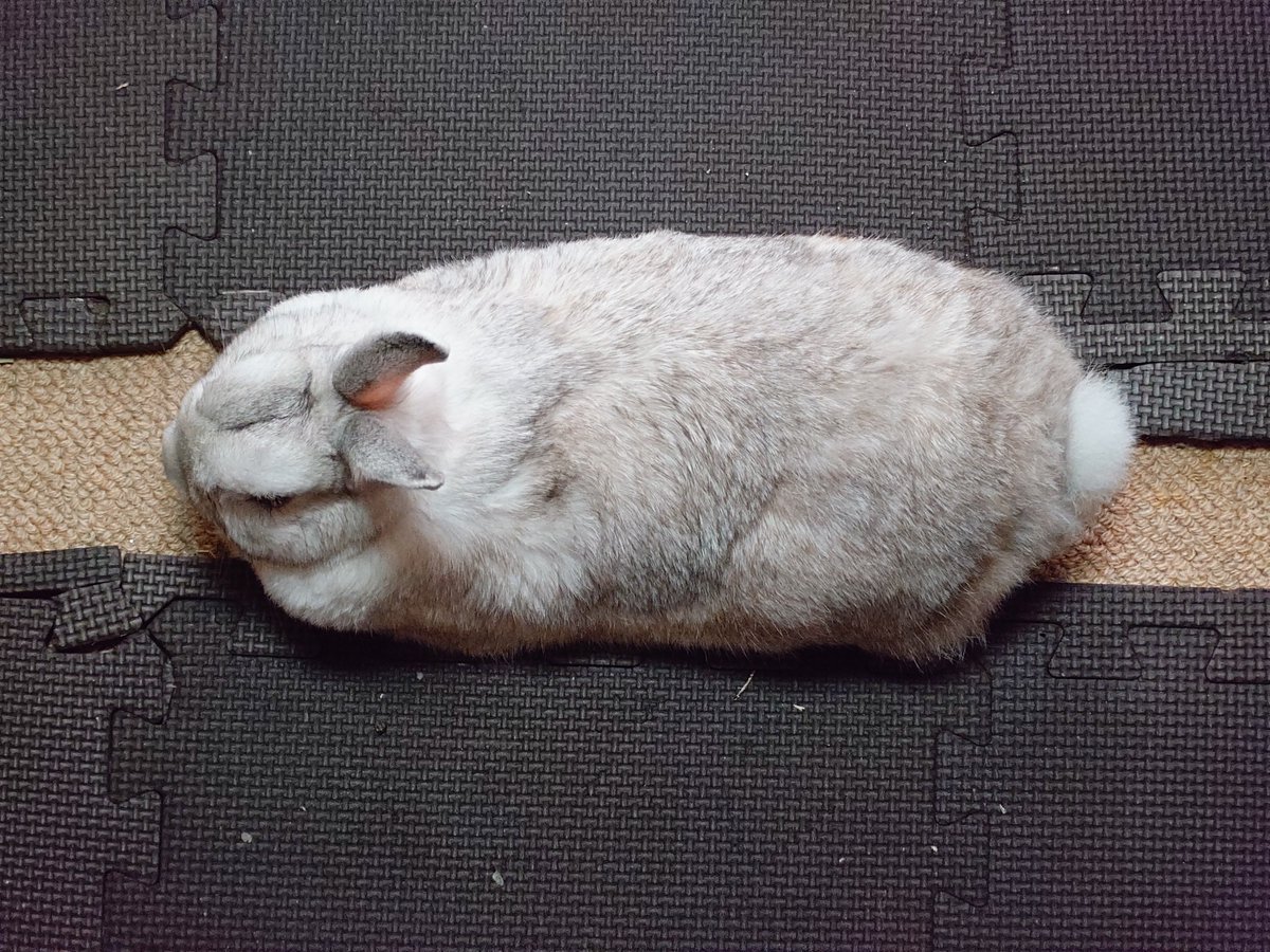しろうさぎ＊様 ジャパニーズホワイトの里親募集（記事固定） : 兎鳥庵（うさぎさんの