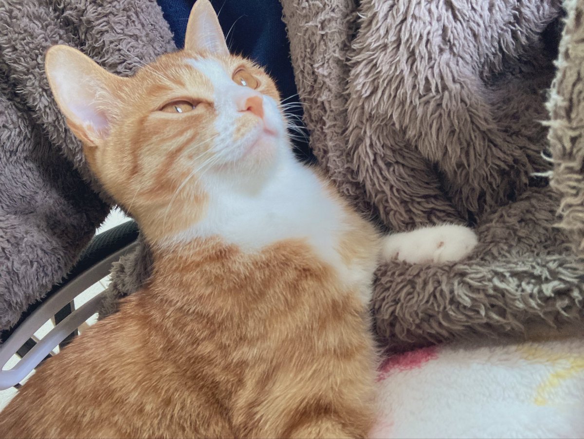 踏(ふみ)ちゃん (@_humimi_) / Posts / X