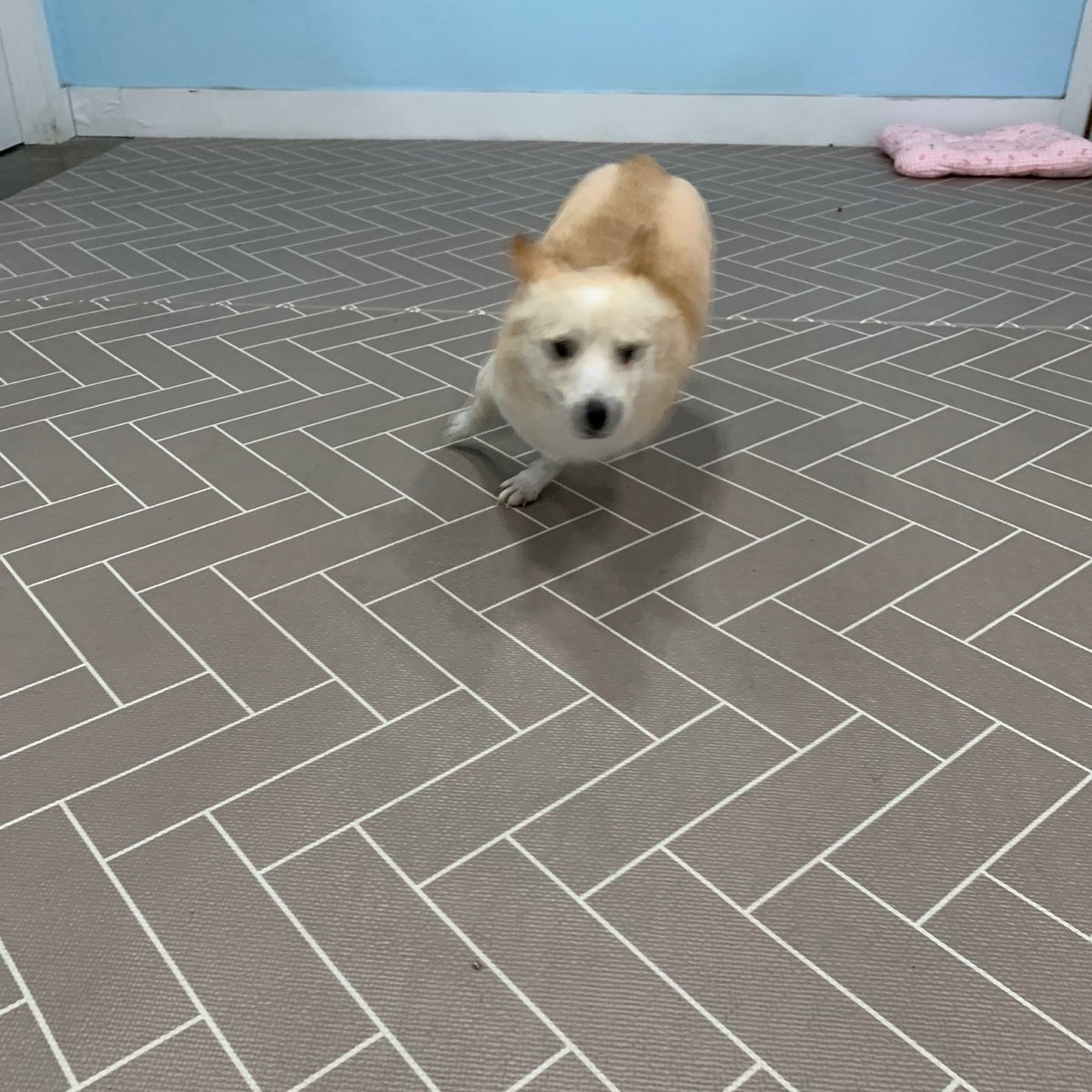nulong_Z's tweet photo. 이게 강아지야 고양이야 https://t.co/1OMC0HbY7M