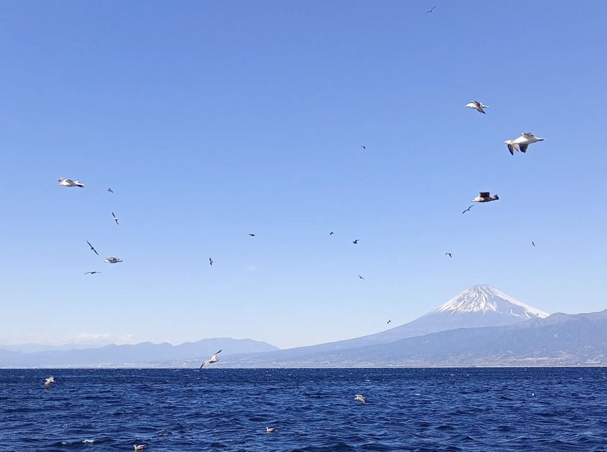 UMITRON | ウミトロン 公式 tweet media