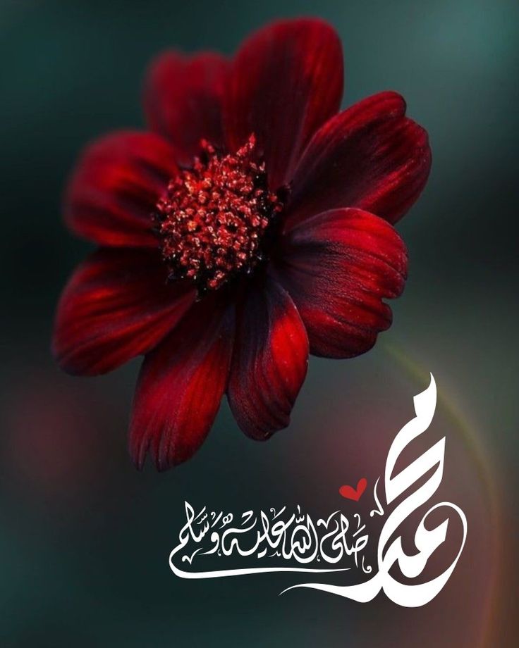 محمد صلی اللہ علیہ وآلہ وسلم پر درود و سلام 
ﷺ۔ﷺ۔ﷺﷺ۔ﷺ۔ﷺﷺ۔ﷺ۔ﷺﷺ۔ﷺ۔ﷺﷺ۔ﷺ۔ﷺﷺ۔ﷺ۔ﷺ
 ﷺ۔ﷺ۔ﷺﷺ۔ﷺ۔ﷺﷺﷺ۔ﷺ۔ﷺ