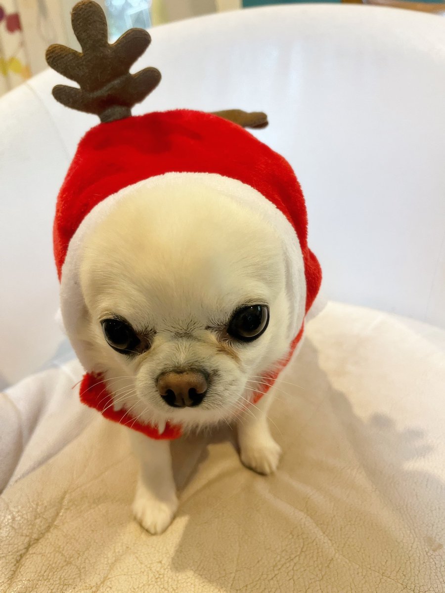 _BENIBENIla's tweet photo. べにーくりすます🎅🏻🎄🤍

#チワワ党 #チワワ #ちわわ #ロングコートチワワ #Chihuahua #いぬのいる暮らし #犬のいる幸せ https://t.co/1ld14YZdCT