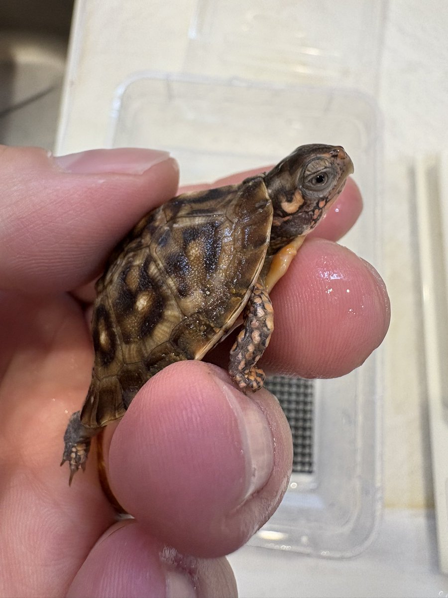 lien（リアン） 12月26日〜28日激アツ店舗イベント‼️ (@lien_1100