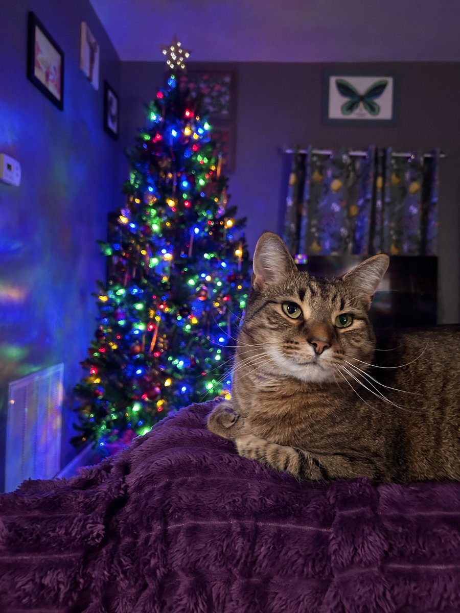 ᴘᴏᴛᴀᴛᴜᴍ tweet media