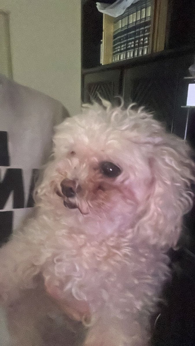 dipwer's tweet image. feliz NATAL SITE FELIZ 2010 !