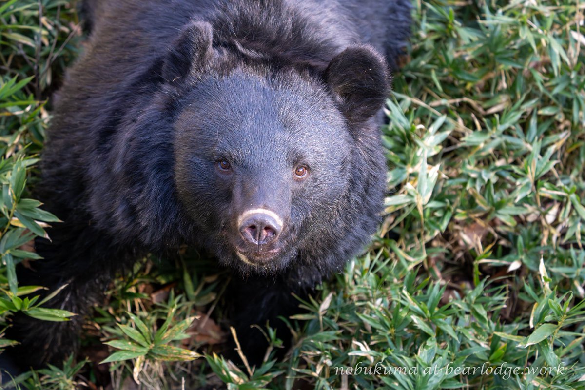 くま くまちゃん くまちゃん くまちゃんさん専用 くまちゃん くま ZX 7000