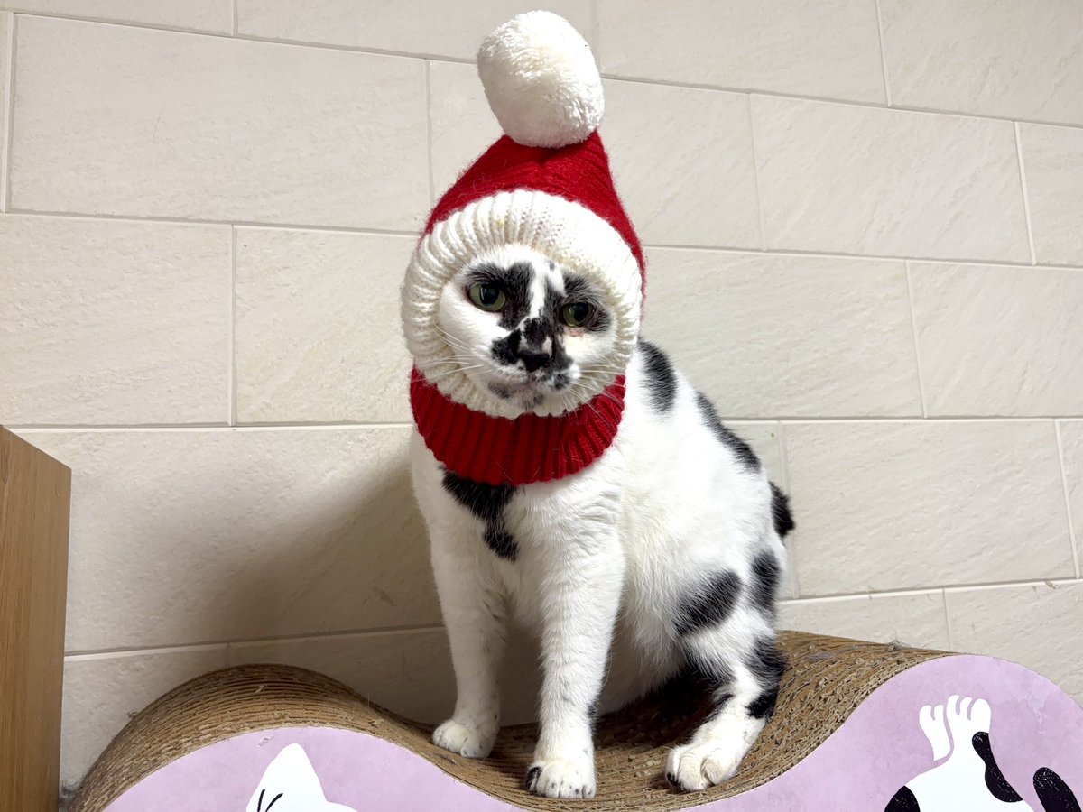 うみねこサンタ 東雲うみちゃんサンタ2025ver.ここ数年で見たサンタで1番かわいい