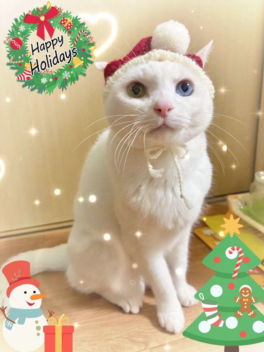 🎄𝑀𝑒𝑟𝑟𝑦 𝐶ℎ𝑟𝑖𝑠𝑡𝑚𝑎𝑠*॰ॱ🦌🦌✨

サンタ帽を被ってもらったけど
思ってたのと何か違う気がする…

#MerryChristmas