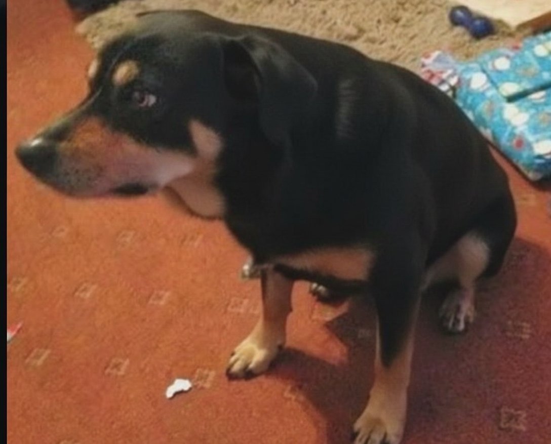 GullitDelBulla's tweet image. Era el Rocco, no me lo esperaba pero mejor que un play.