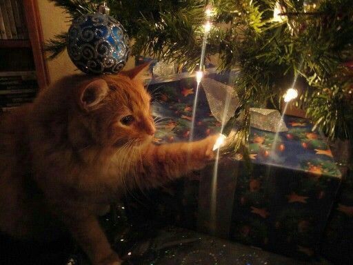 JonathanSims_'s tweet image. Martin and I went for a walk earlier, and it was freezing, so we went back inside to cuddle and watch some TV...
Happy holidays 😊🎇