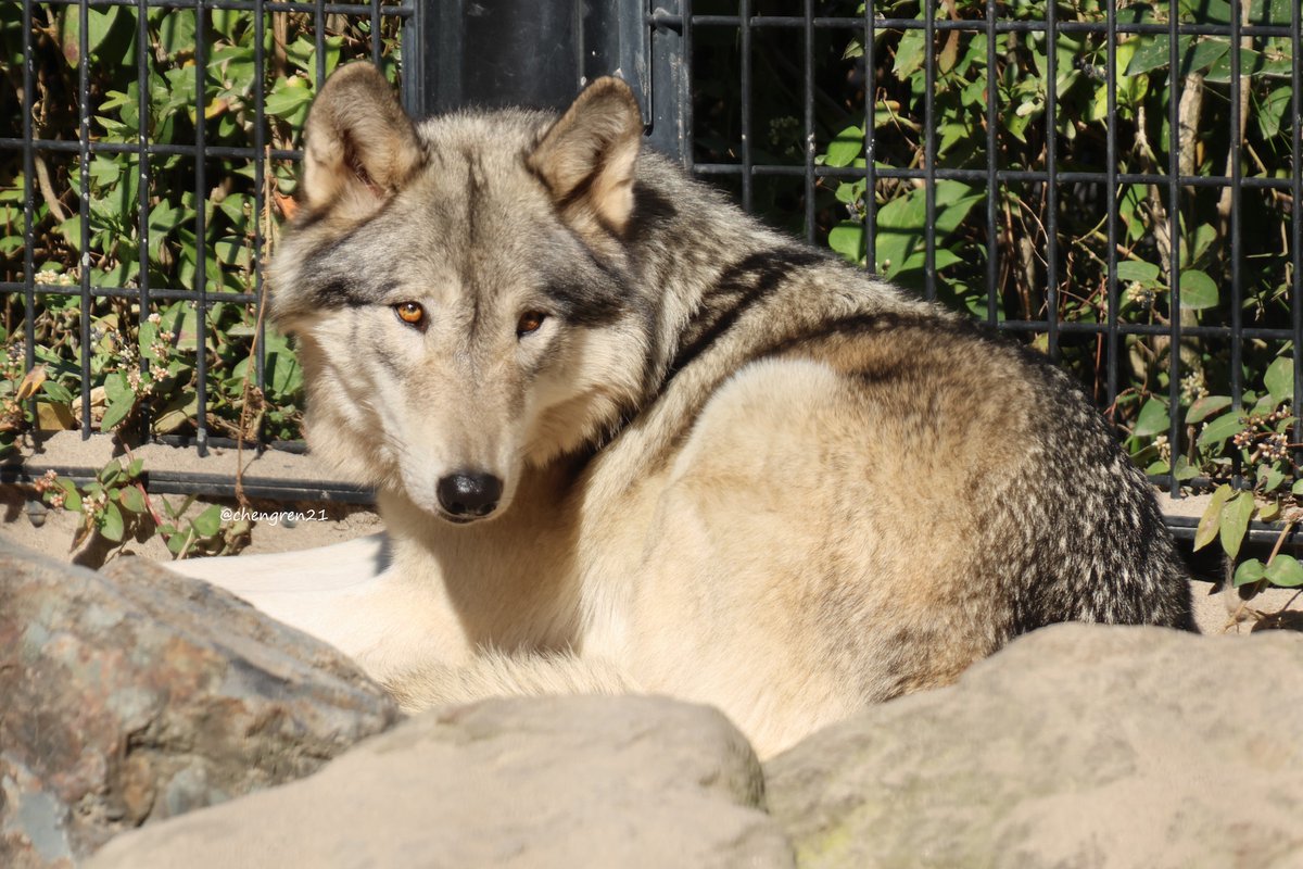 上目遣い、ドキドキするね #平川動物公園 #シンリンオオカミ