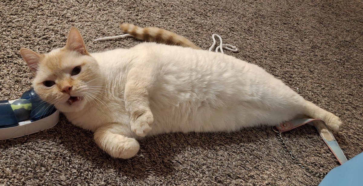 babydogfanclub's tweet image. i've been visited by the christmas seal of joy!!