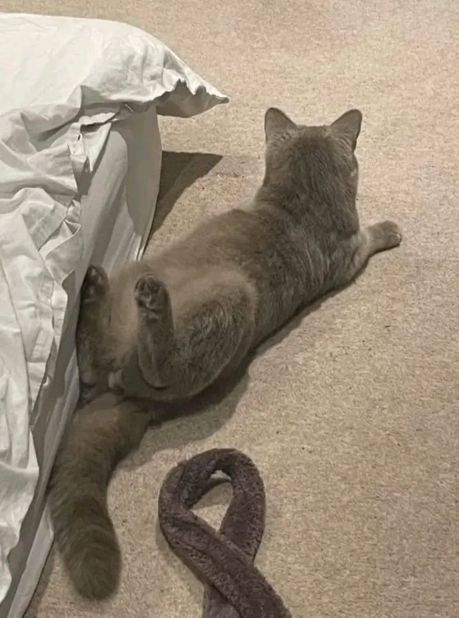 nocontextscats's tweet image. ???