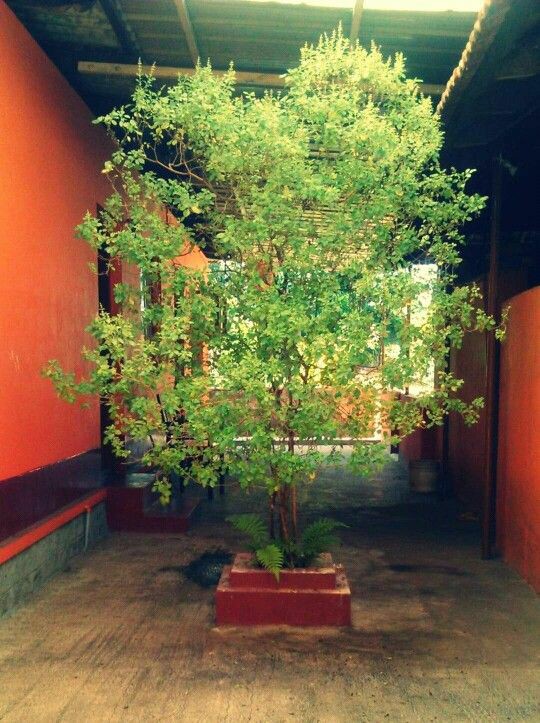 तुलसी पूजन दिवस की शुरुआत 25 दिसंबर 2014 में हुई,भारत के संत समाज ने मां तुलसी के महत्व को समझते हुए यही दिन तुलसी पूजन दिवस के लिए चुना❣️
तुलसी पूजन दिवस की सभी सनातनी साथियों को हार्दिक बधाई एवं शुभकामनाएं🙏❣️
#तुलसी_पूजन_दिवस 🙏❣️ #तुलसी_पूजन_दिवस