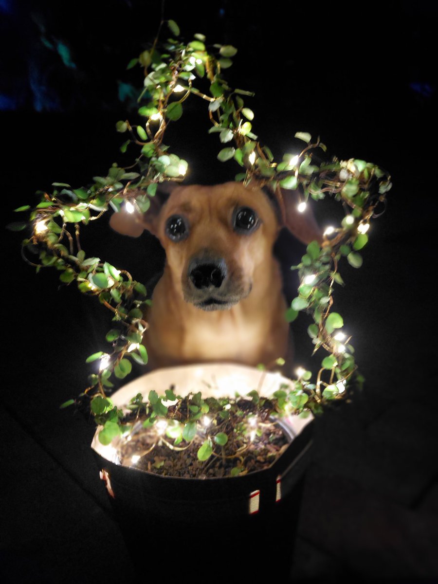 Princess Casey 🌈 Prince Sparky 🌈 Baby Ginny💕 tweet media