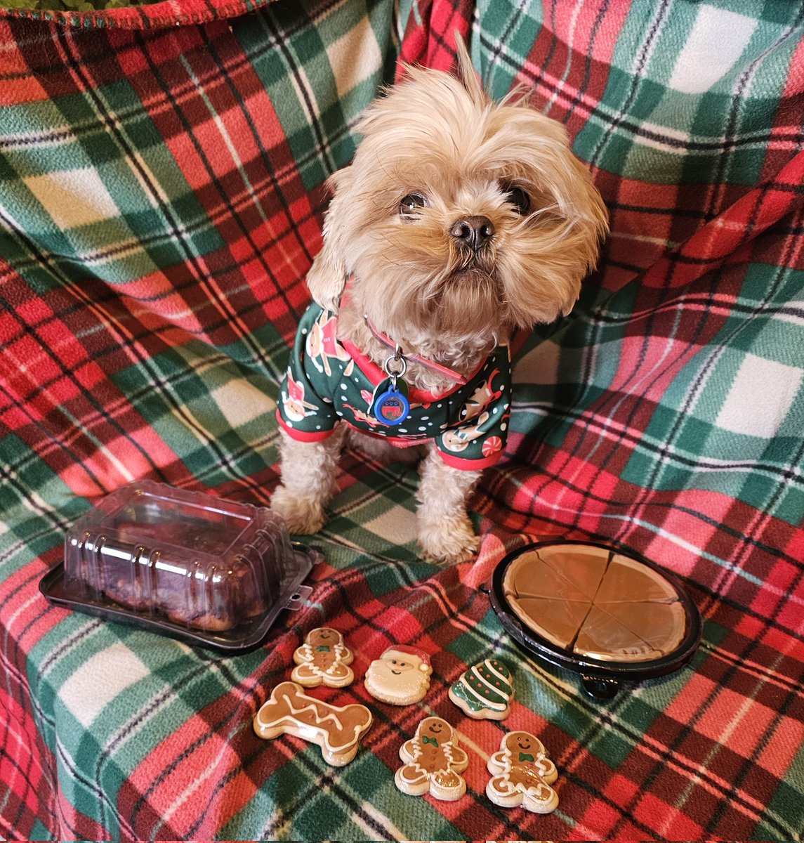 DustyAJohnson's tweet image. Peaches was excited for her Christmas Eve meal, but didn't understand that the cookies are supposed to be for Santa. 🐾🍪🎅 #MerryChristmas #SpoiledPup
