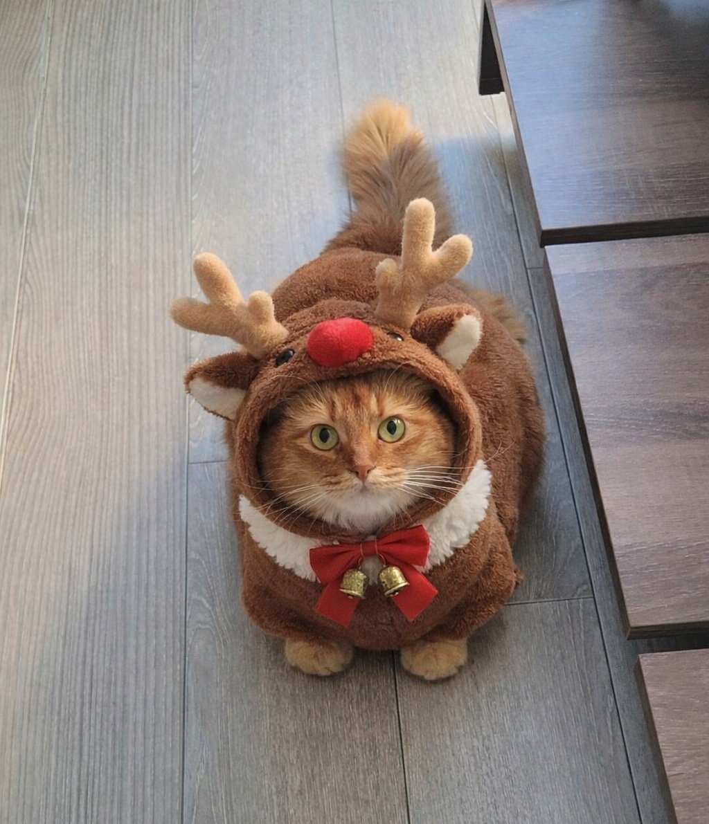 しぴこめᓚᘏᗢ (@chipie0826) / Posts / X