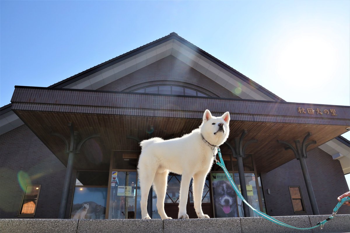 akitavision's tweet image. 🎍あけましておめでとうございます🐴✨
秋田の観光情報の2026年のスタートは、やっぱり #秋田犬 のご案内🐾
#大館市 #秋田犬の里 #誰と行く冬の秋田 オススメのモデルコースも公開中！
👉モデルコース：akita-fun.jp/modelcourses/13
🔍誰と行く？冬の秋田：akita-hottokenai.jp

※写真提供：大館市