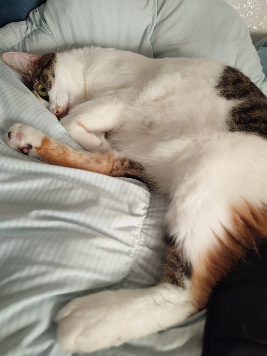 三美お嬢様はお猫様 (@Ladymimi0917) / Posts / X