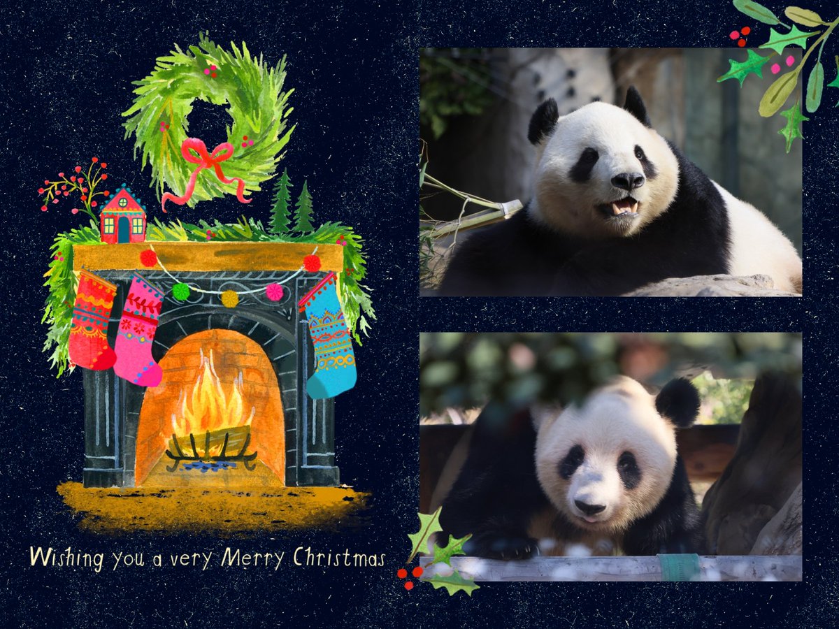 anpanda_1120's tweet photo. Best wishes for a Happy Holiday Season✨🎄✨
素敵なクリスマスをお過ごしください。
2025.12.25
#暁暁 #シャオシャオ #蕾蕾 #レイレイ #上野動物園
※禁止轉載※ https://t.co/eJhcqtt86U