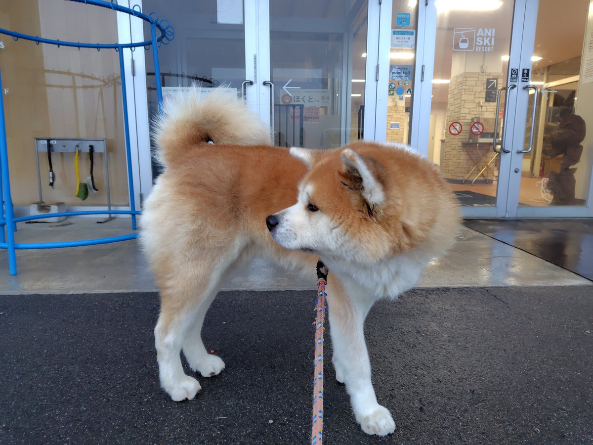 おはようございます!今朝の森吉山は雨、気温2℃、風がなくガスってい