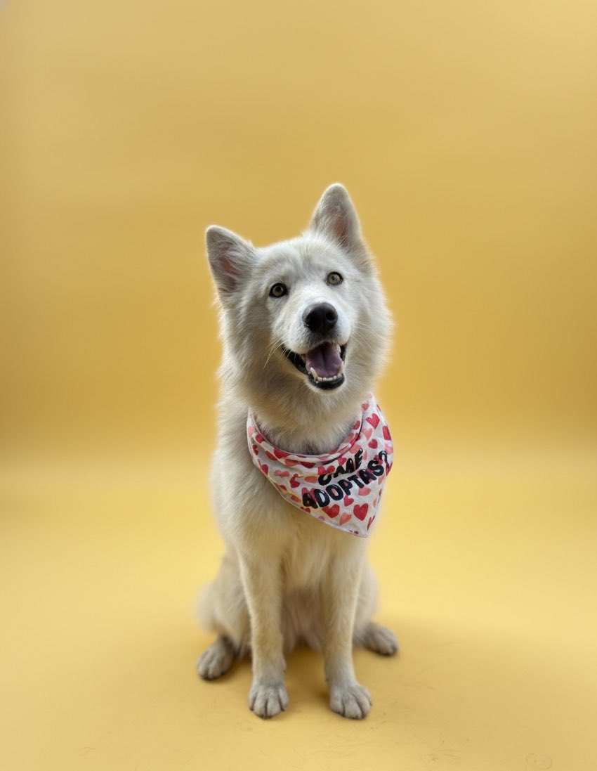 𝙷𝚎𝚕𝚊 𝙼𝚘𝚛𝚎 🐶 tweet media