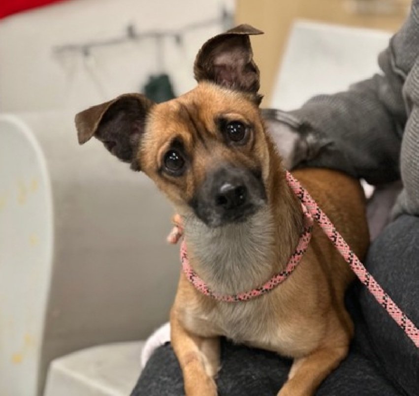 nyc_lilpaws2025's tweet image. Meet Amani (242348)
He is 4 yrs old, weighs 18.2 lbs
He has been at #NYCACC 5 days
Intensely fearful,  shows defensive behavior 
Needs calm, quiet home
#RescueOnly 
Help save Amani!
nycacc.app/browse/242348
#Pledge4Rescue #foster #adopt