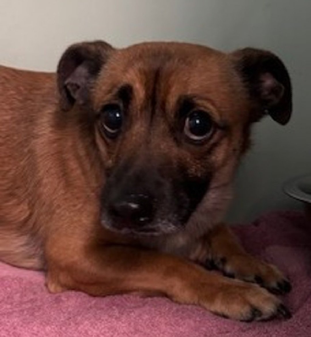 nyc_lilpaws2025's tweet image. Meet Amani (242348)
He is 4 yrs old, weighs 18.2 lbs
He has been at #NYCACC 5 days
Intensely fearful,  shows defensive behavior 
Needs calm, quiet home
#RescueOnly 
Help save Amani!
nycacc.app/browse/242348
#Pledge4Rescue #foster #adopt