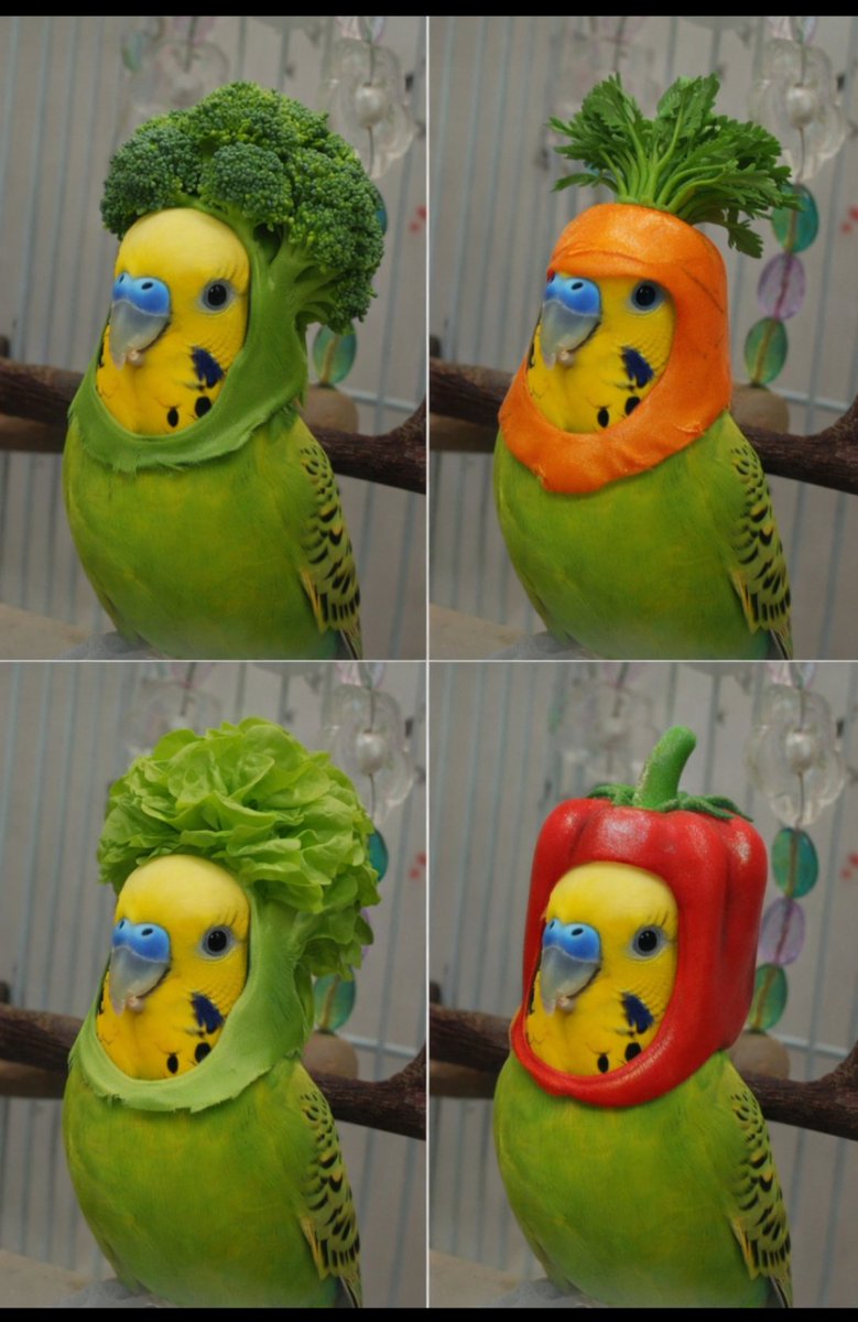 野菜を被ったまめぴ
にんじんまめぴは強そうです👍

穏やかで健やかでありますように🙏

しかし、まめぴの写真
何かいつも食ってんなー