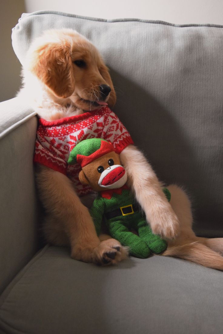 puppiesDoglover's tweet image. 