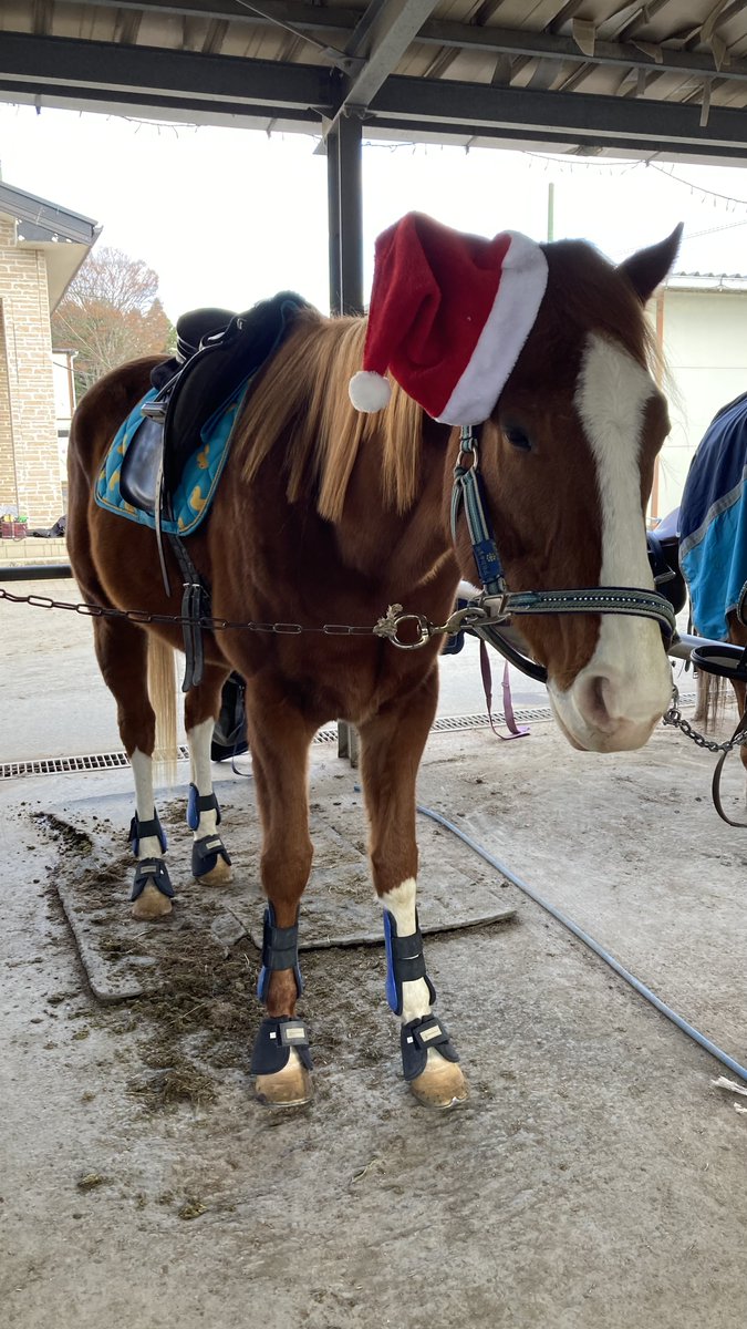 🐴「メリクリでしゅ〜🎄🎅🎁✨」
