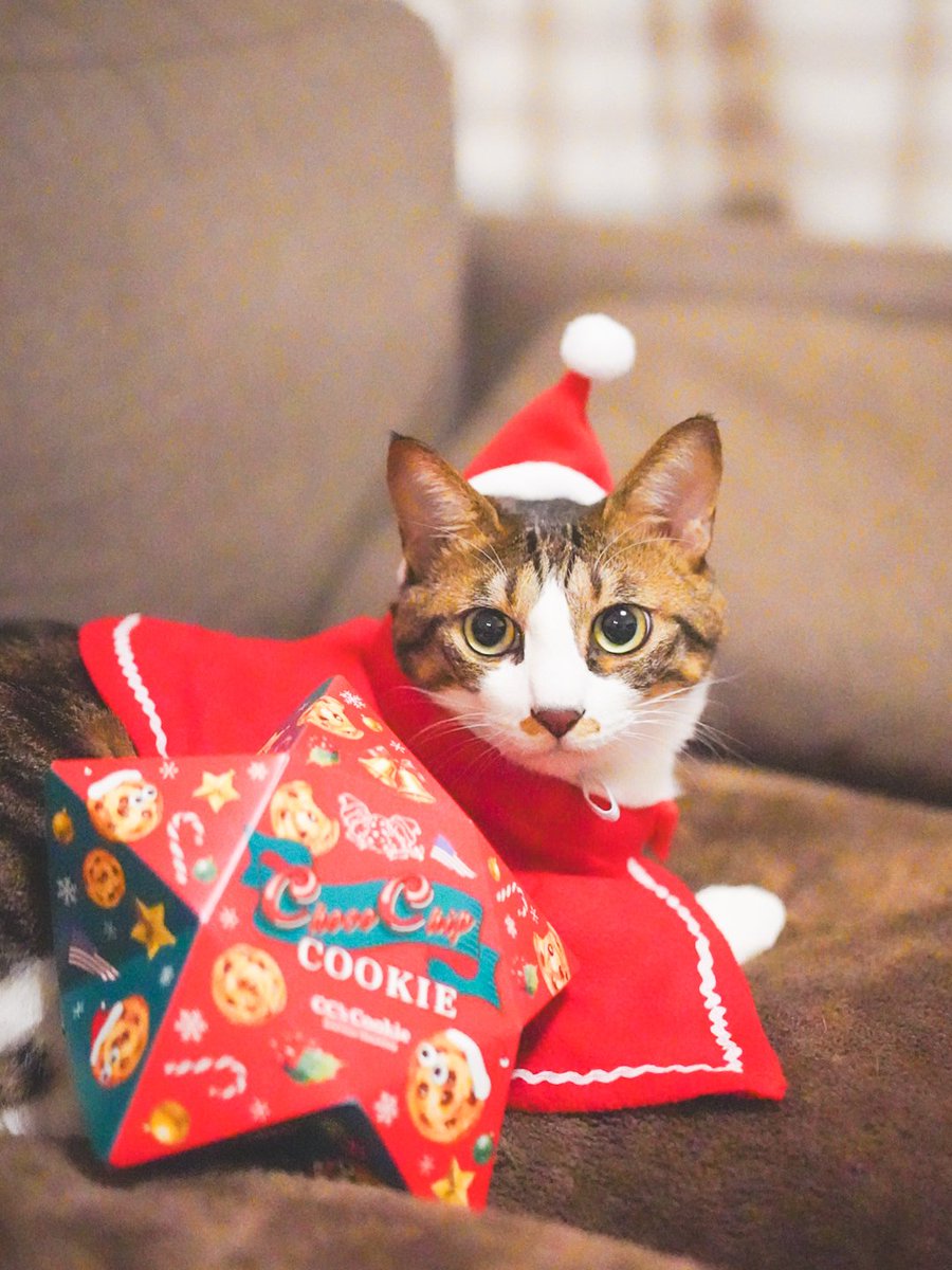 彩川 菜々ฅ'' tweet media