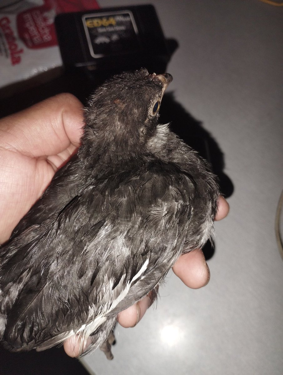 Ya tengo mi pollo para la Navidad