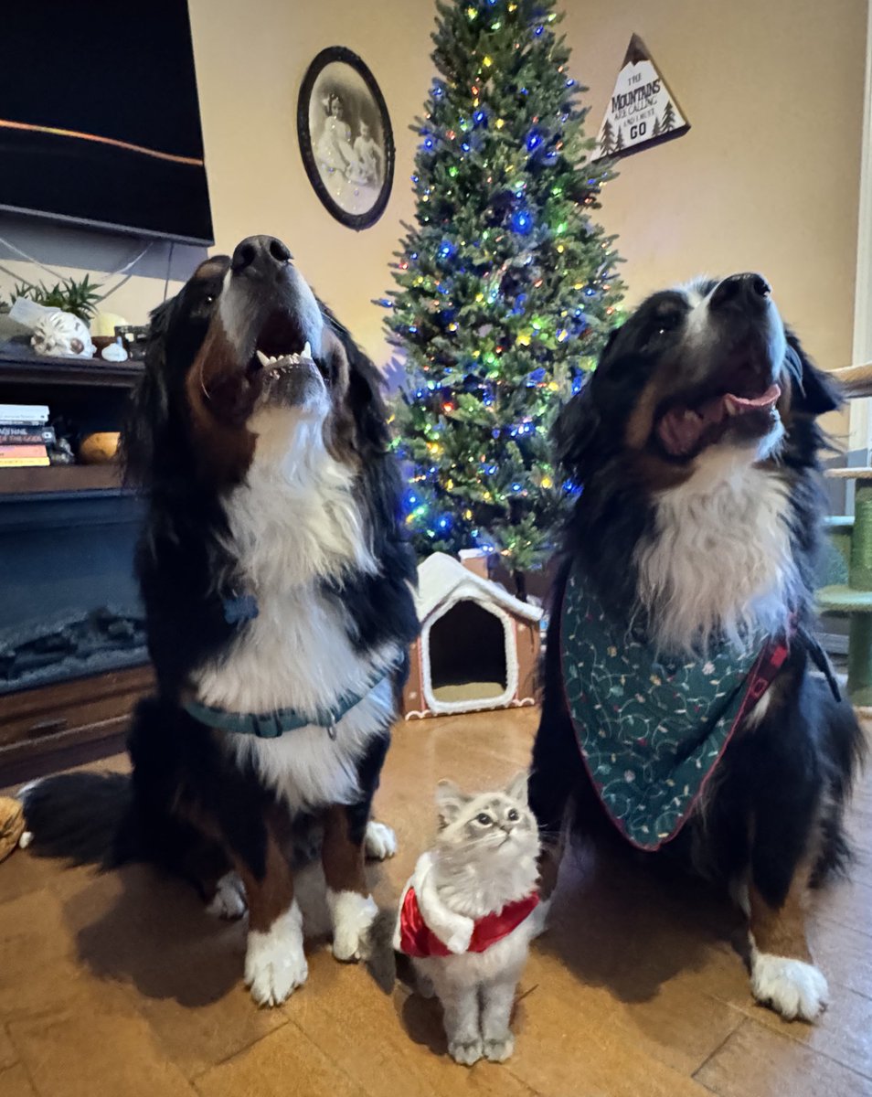 bunsenbernerbmd's tweet photo. Happy Christmas Eve Everyone!
In the third photo there was mistletoe hanging above in Bernoulli’s defence. https://t.co/A8JDO41IQI
