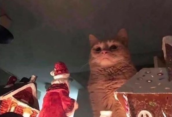imUrB00gieman's tweet image. #CatsOfChristmas -
When you’ve already destroyed the Christmas tree and now it's time to take down Santa’s village.  👀☠️😹😹😹😹
