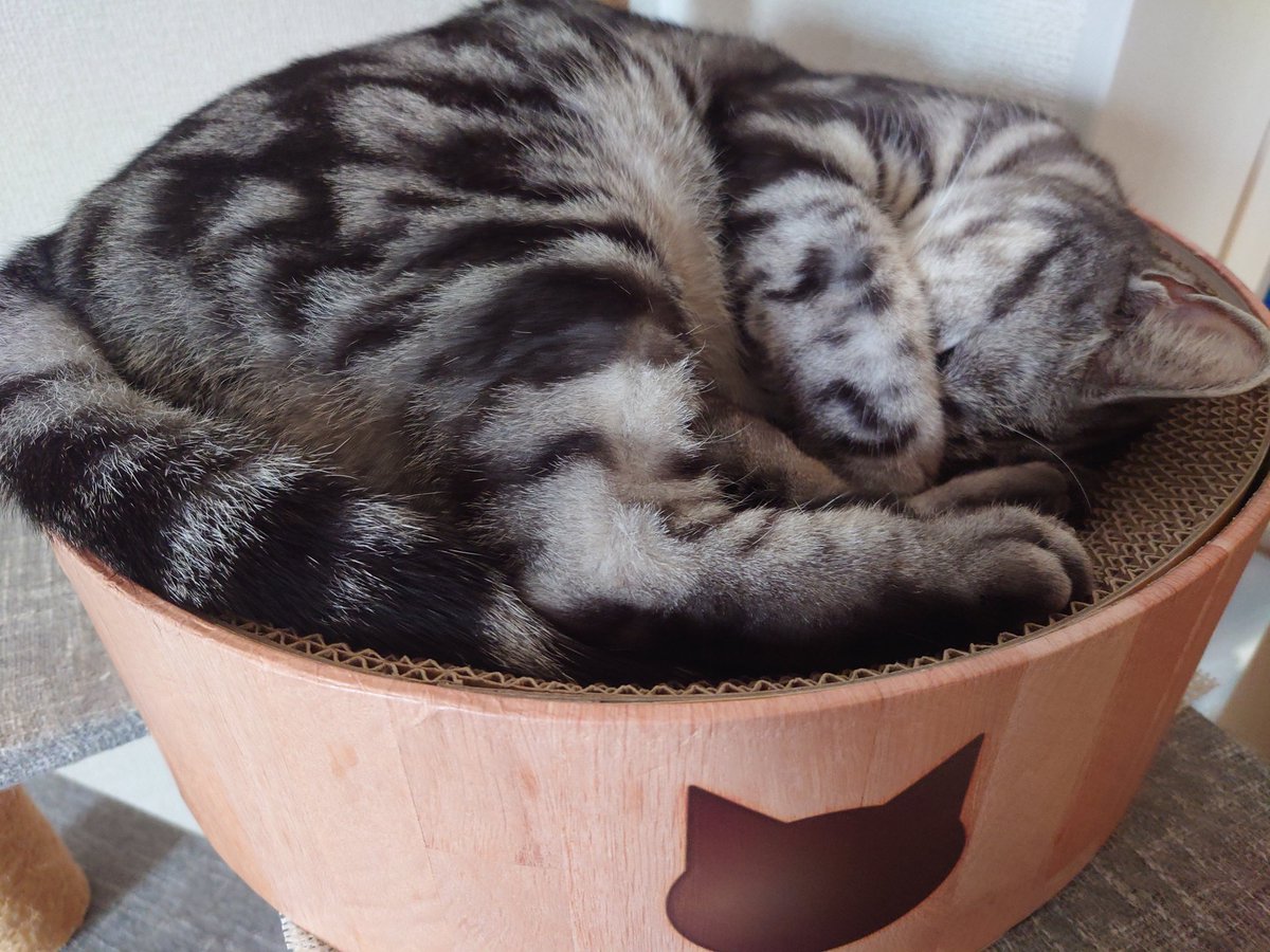 おはようございます٩(*´꒳`*)۶
2025年12月25日 木曜日 ☁☔

今日も皆さんの1日が
心穏やかに過ごせますように✨️
🎅🎄𝑀𝑒𝑟𝑟𝑦 𝐶ℎ𝑟𝑖𝑠𝑡𝑚𝑎𝑠🎄🎁
先週ひと足お先にわが家のクリスマス会は終わりました🎂
 #猫と暮らす
 #猫好きさんと繫がりたい𓏲𓎨 
 #メリクリ